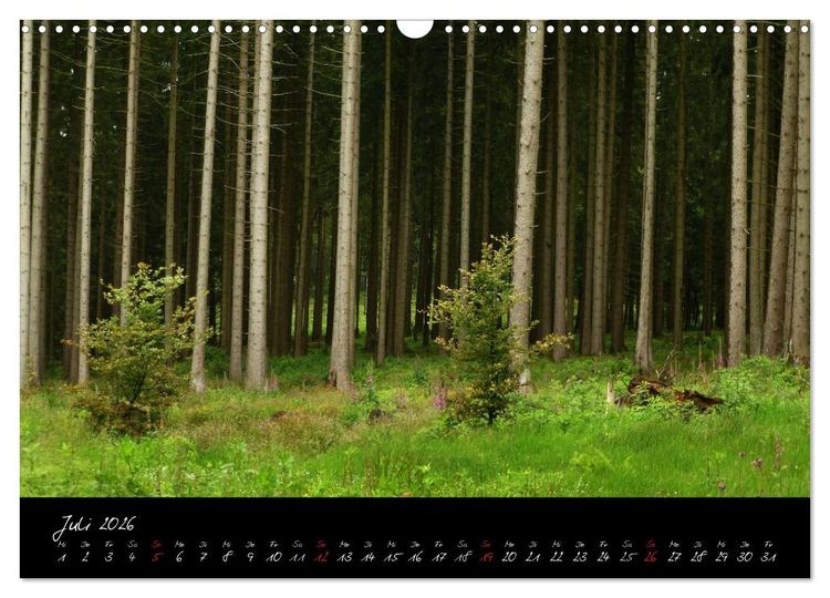 Produktbild: Wald (Wandkalender 2026 DIN A3 quer), CALVENDO Monatskalender