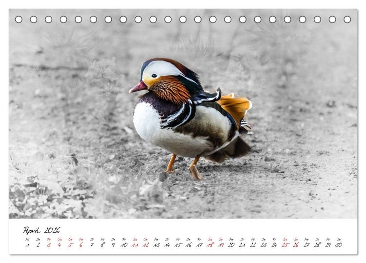 Produktbild: Abenteuer einer Mandarinente (Tischkalender 2026 DIN A5 quer), CALVENDO Monatskalender
