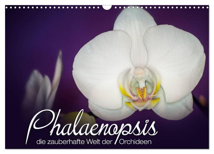 Produktbild: Phalaenopsis - die zauberhafte Welt der Orchideen (Wandkalender 2026 DIN A3 quer), CALVENDO Monatskalender