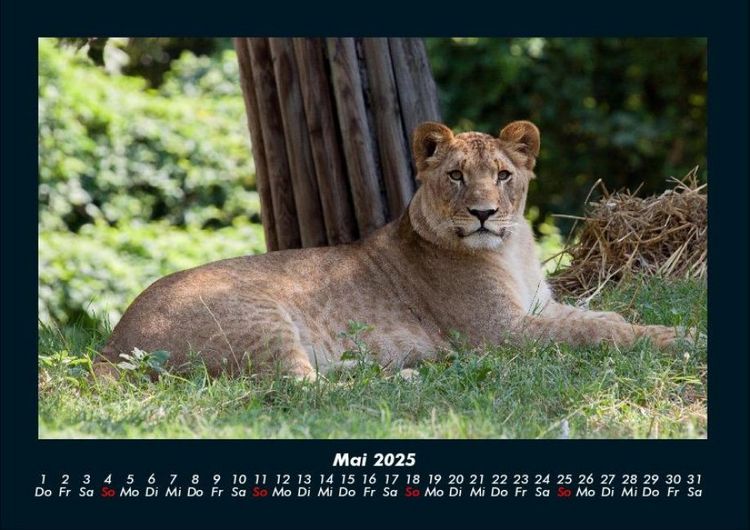 Produktbild: L&ouml;wen in der Wildnis 2025 Fotokalender DIN A4