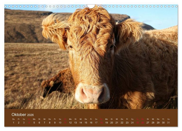 Produktbild: Schottische Hochlandrinder - Highland Cattle (Wandkalender 2026 DIN A3 quer), CALVENDO Monatskalender