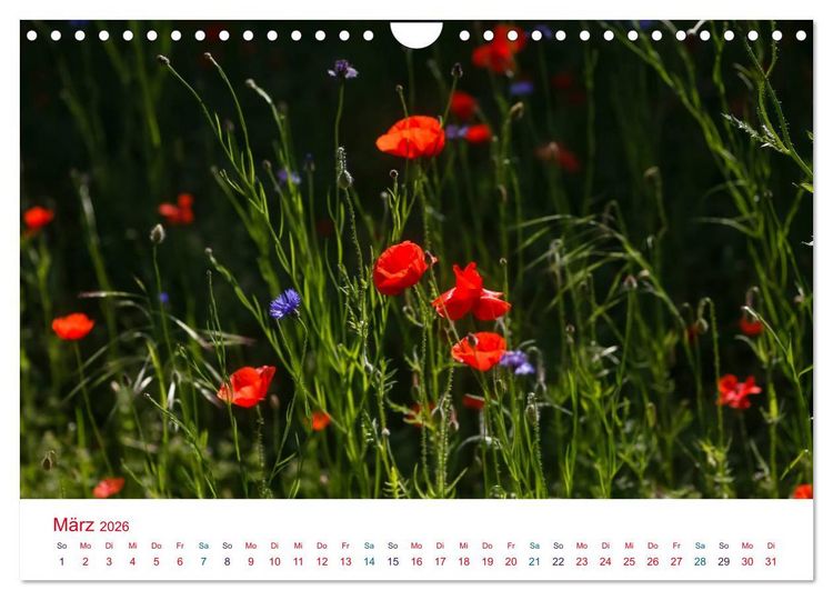 Produktbild: Mohnblumen (Wandkalender 2026 DIN A4 quer), CALVENDO Monatskalender