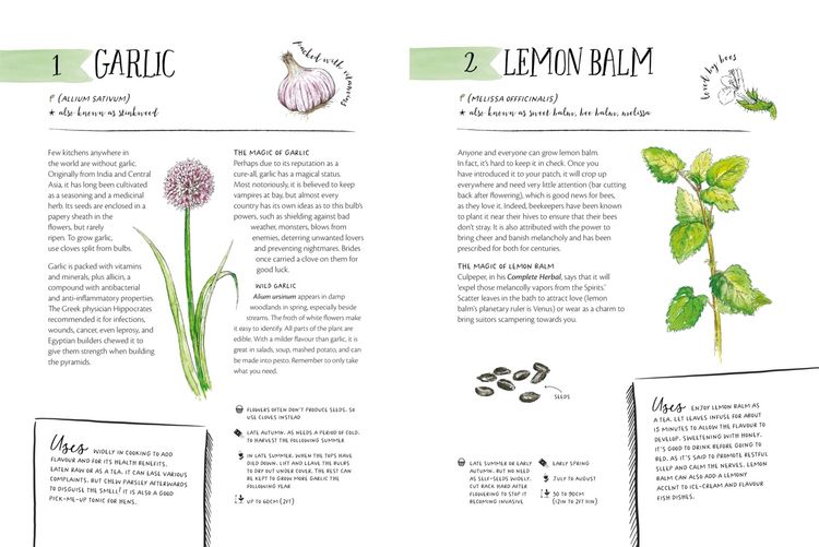 Produktbild: The Magic of Seeds
