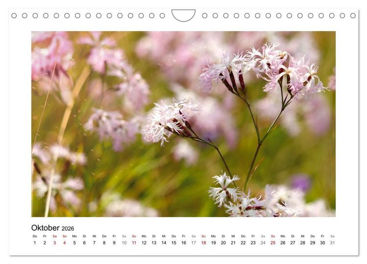 Produktbild: Mein Sehnsuchtsort, die Blumenwiese (Wandkalender 2026 DIN A4 quer), CALVENDO Monatskalender