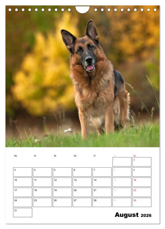 Produktbild: Deutsche Sch&auml;ferhunde - Seelentr&ouml;ster auf vier Pfoten (Wandkalender 2026 DIN A4 hoch), CALVENDO Monatskalender