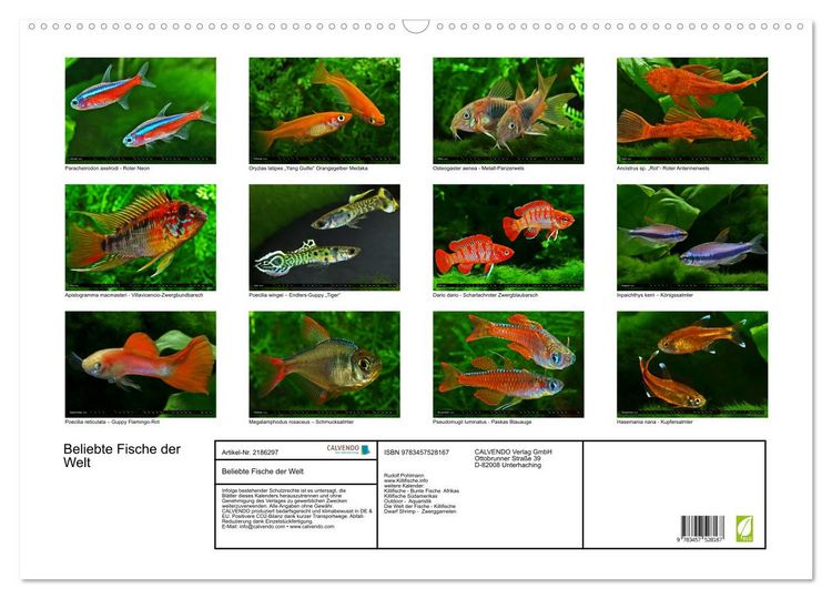 Produktbild: Beliebte Fische der Welt (Wandkalender 2026 DIN A2 quer), CALVENDO Monatskalender