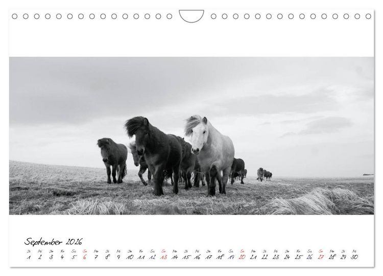 Produktbild: Islandpferde von Brimilsvellir (Wandkalender 2026 DIN A4 quer), CALVENDO Monatskalender