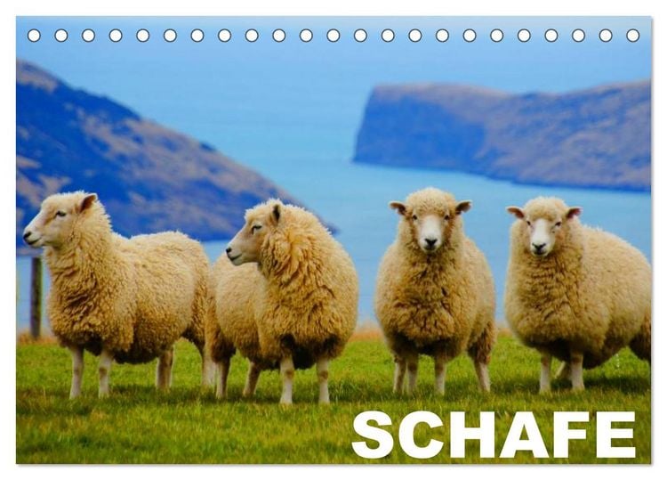 Produktbild: Schafe / Geburtstagskalender (Tischkalender 2026 DIN A5 quer), CALVENDO Monatskalender