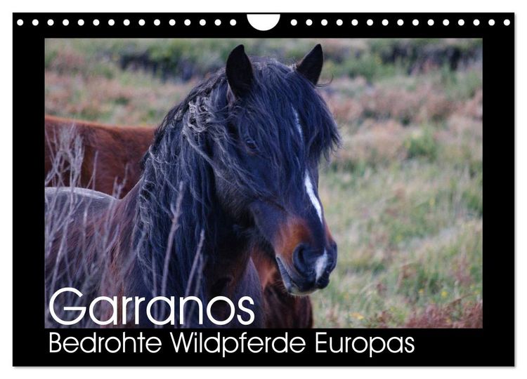 Produktbild: Garranos - Bedrohte Wildpferde Europas (Wandkalender 2026 DIN A4 quer), CALVENDO Monatskalender