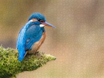 Produktbild: CALVENDO Puzzle Eisvogel Portrait | 2000 Teile Lege-Gr&ouml;&szlig;e 90x67cm Foto-Puzzle f&uuml;r gl&uuml;ckliche Stunden
