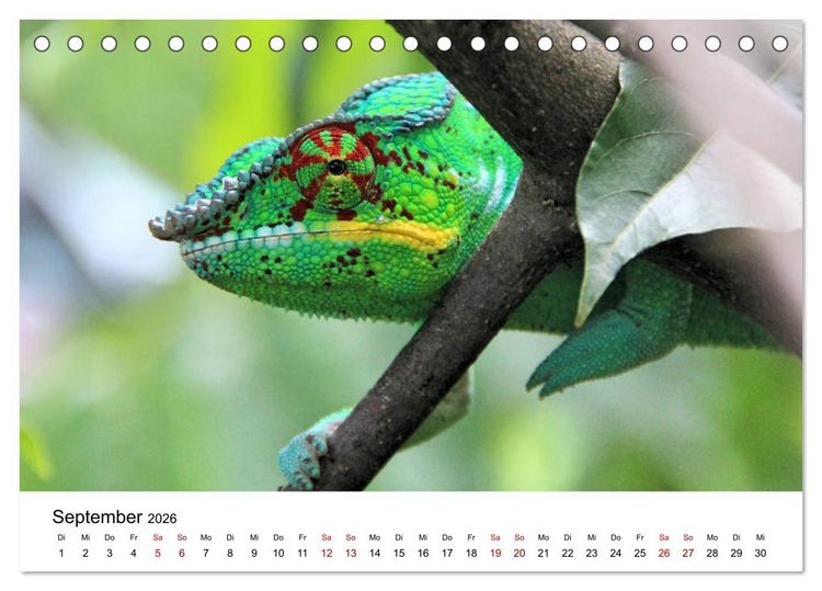 Produktbild: Tiere Madagaskars (Tischkalender 2026 DIN A5 quer), CALVENDO Monatskalender