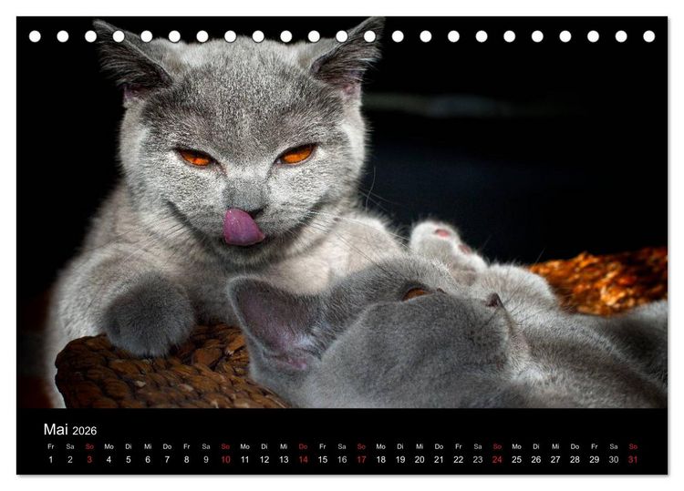 Produktbild: B&auml;rige Schmusetiger - Britisch Kurzhaar / CH-Version (Tischkalender 2026 DIN A5 quer), CALVENDO Monatskalender