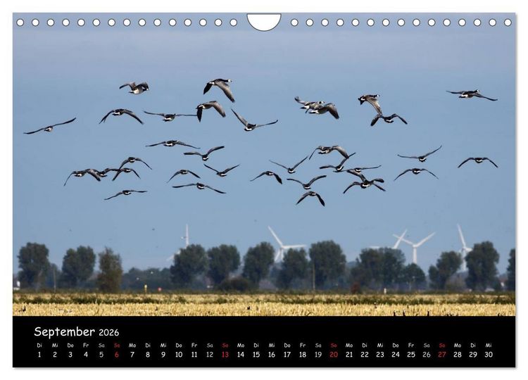Produktbild: Schrei der Wildg&auml;nse (Wandkalender 2026 DIN A4 quer), CALVENDO Monatskalender