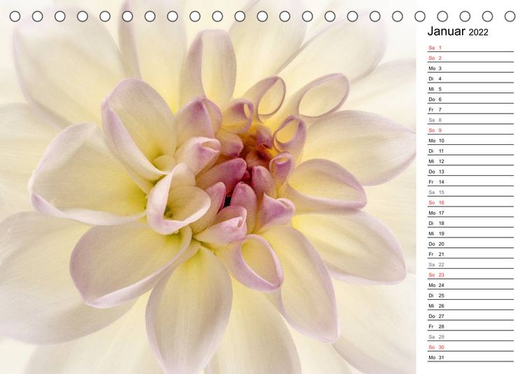 Produktbild: Bl&uuml;hende Dahlien (Tischkalender 2022 DIN A5 quer)