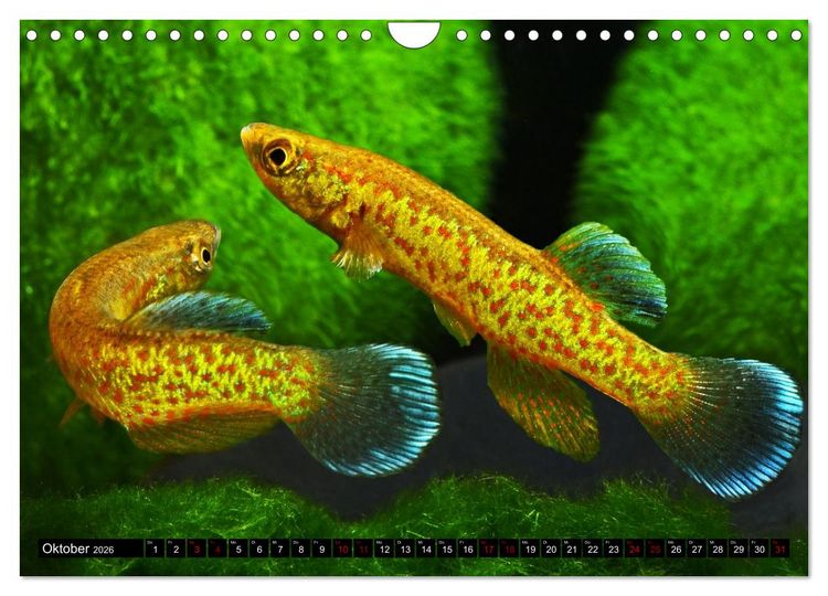 Produktbild: Outdoor-Aquaristik (Wandkalender 2026 DIN A4 quer), CALVENDO Monatskalender