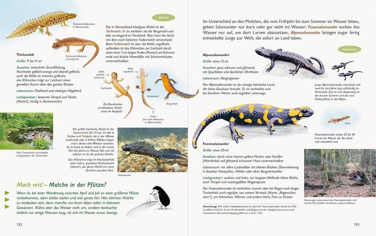 Produktbild: Wawra's Naturbuch &ndash; Unserer Natur auf der Spur, Bd. 1: S&auml;ugetiere, V&ouml;gel, Reptilien, Amphibien