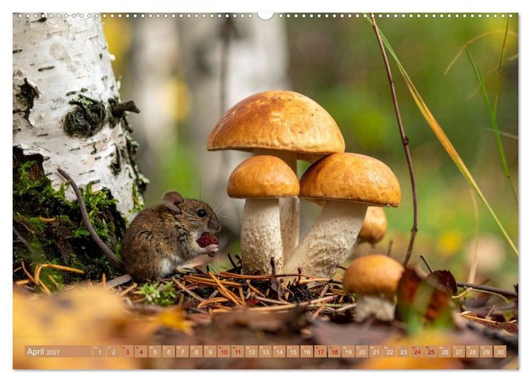 Produktbild: Pilzbesucher (hochwertiger Premium Wandkalender 2027 DIN A2 quer), Kunstdruck in Hochglanz