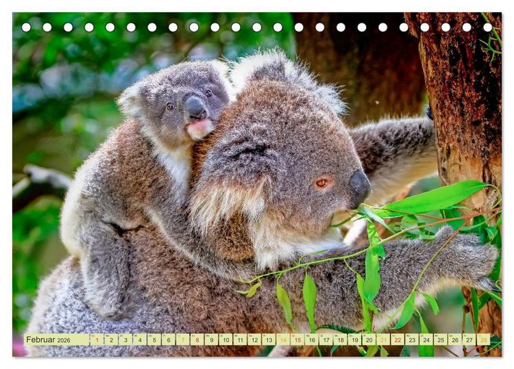Produktbild: Koala - kleiner Teddy (Tischkalender 2026 DIN A5 quer), CALVENDO Monatskalender