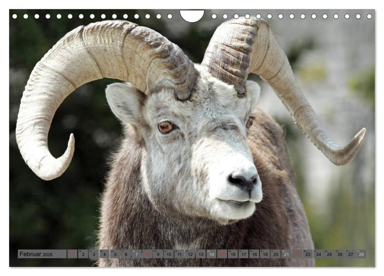 Produktbild: Wildtiere Nordamerikas (Wandkalender 2026 DIN A4 quer), CALVENDO Monatskalender