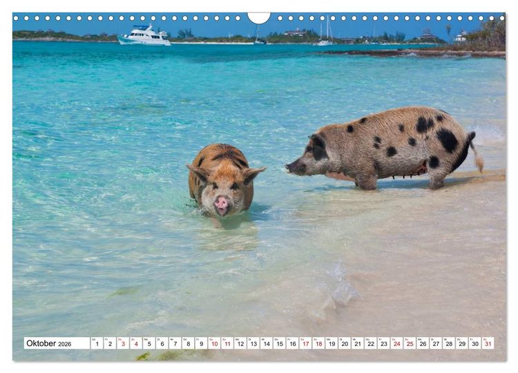 Produktbild: Schweine im Dauerurlaub auf den Bahamas! (Wandkalender 2026 DIN A3 quer), CALVENDO Monatskalender