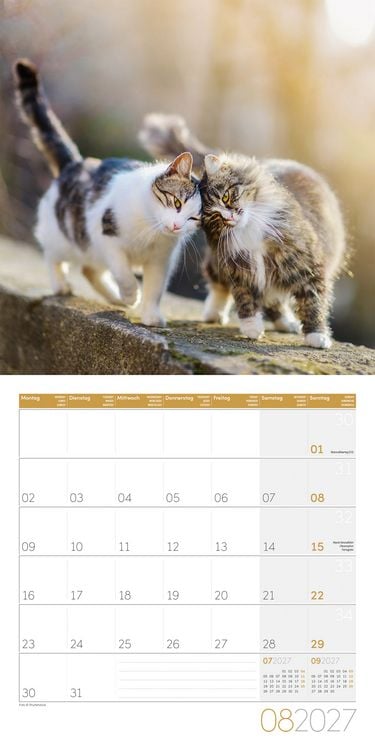 Produktbild: Katzen Kalender 2027 - 30x30 - Art12