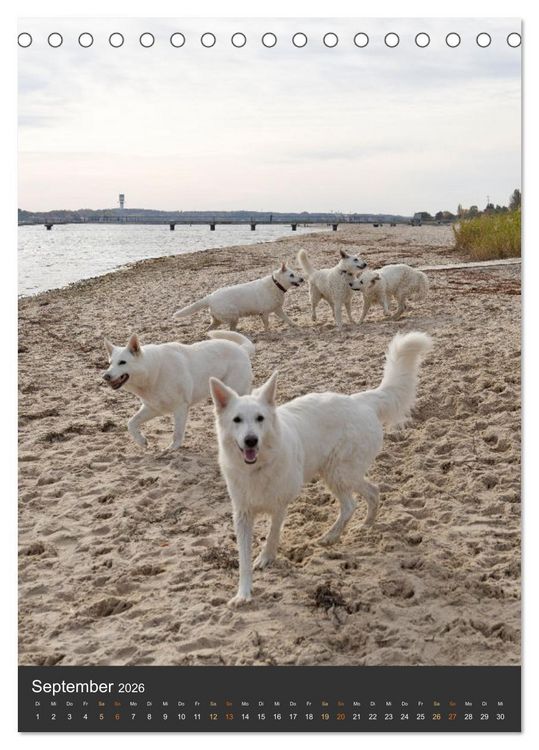 Produktbild: Berger Blanc Suisse - Freunde auf 4 Pfoten (Tischkalender 2026 DIN A5 hoch), CALVENDO Monatskalender