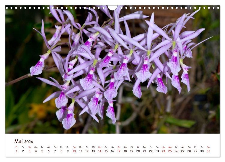 Produktbild: Orchideenzauber (Wandkalender 2026 DIN A3 quer), CALVENDO Monatskalender