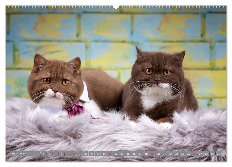 Produktbild: Kleine Stubenstiger (hochwertiger Premium Wandkalender 2026 DIN A2 quer), Kunstdruck in Hochglanz