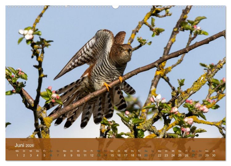 Produktbild: Kuckuck,Kuckuck,rufts aus dem Wald (Wandkalender 2026 DIN A2 quer), CALVENDO Monatskalender