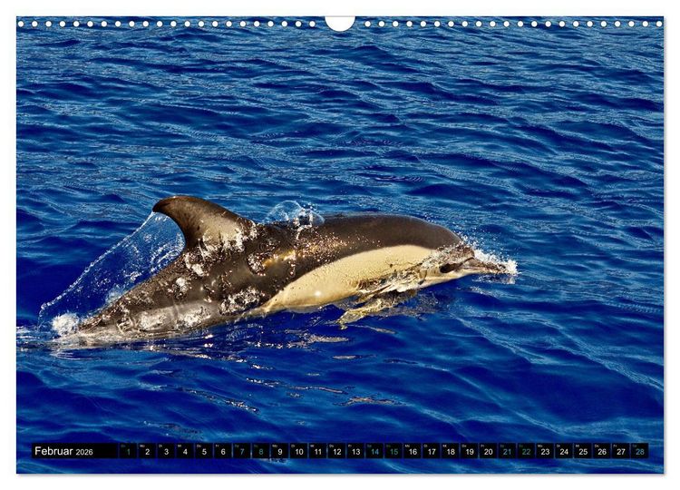 Produktbild: Big Five aus dem Ozean Hai, Delphin, Wal, Robbe, Pinguin (Wandkalender 2026 DIN A3 quer), CALVENDO Monatskalender