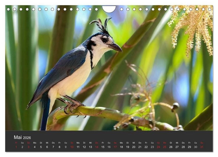 Produktbild: Costa Rica 2026 Exotische Vogelwelt (Wandkalender 2026 DIN A4 quer), CALVENDO Monatskalender