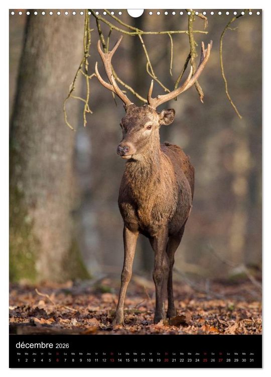 Produktbild: LE CERF EN FRANCE (Calendrier mural 2026 DIN A3 horizontal), CALVENDO calendrier mensuel