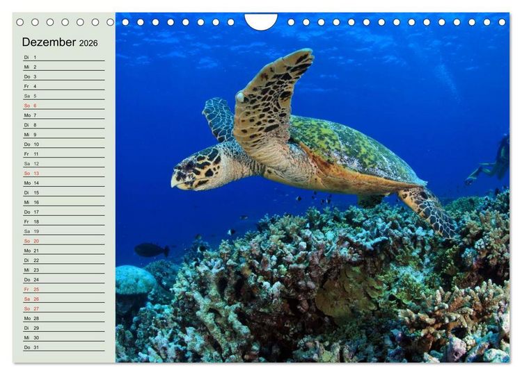 Produktbild: Meeresschildkr&ouml;ten. Nomaden der Ozeane (Wandkalender 2026 DIN A4 quer), CALVENDO Monatskalender