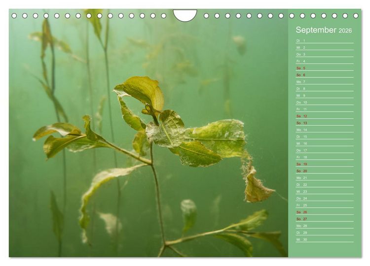 Produktbild: Baggersee - die gr&uuml;ne Welt (Wandkalender 2026 DIN A4 quer), CALVENDO Monatskalender