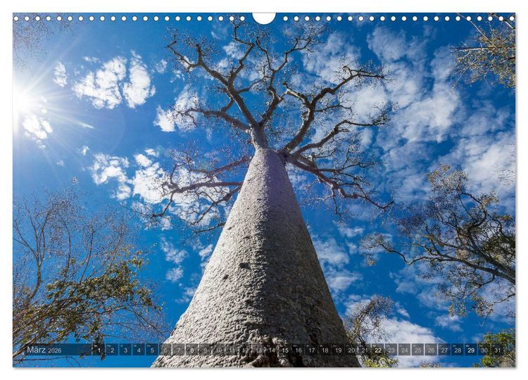 Produktbild: Zauberwald Ifaty &middot; Traumhafte Baobabs in Madagaskar (Wandkalender 2026 DIN A3 quer), CALVENDO Monatskalender