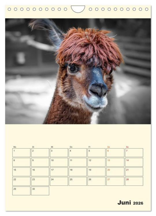 Produktbild: Putzige Alpakas (Wandkalender 2026 DIN A4 hoch), CALVENDO Monatskalender