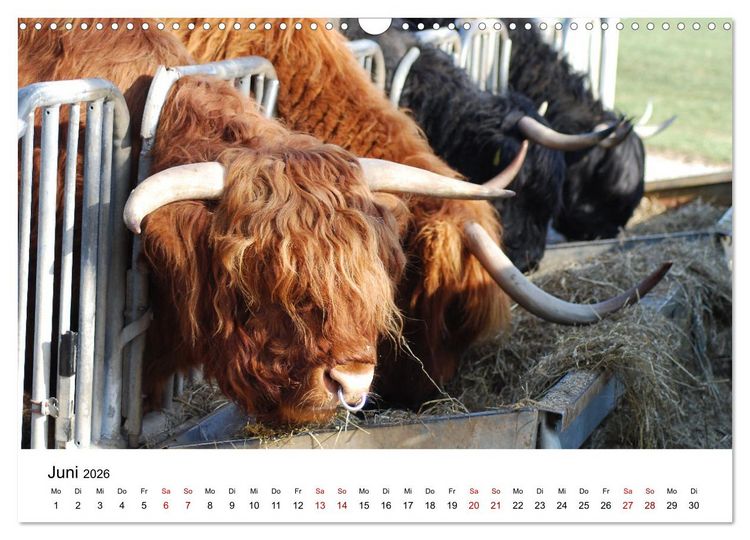 Produktbild: Die Schottischen Hochlandrinder und ihr Nachwuchs (Wandkalender 2026 DIN A3 quer), CALVENDO Monatskalender