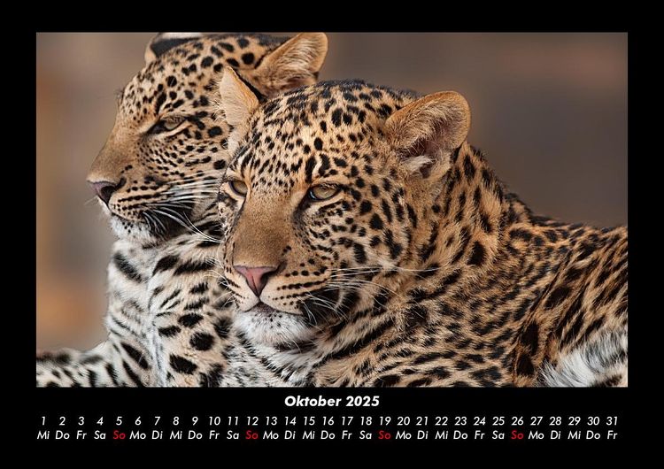 Produktbild: Der Tierkalender 2025 Fotokalender DIN A3
