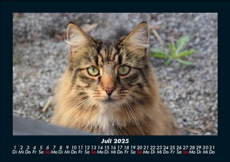 Produktbild: Tierkalender 2025 Fotokalender DIN A5