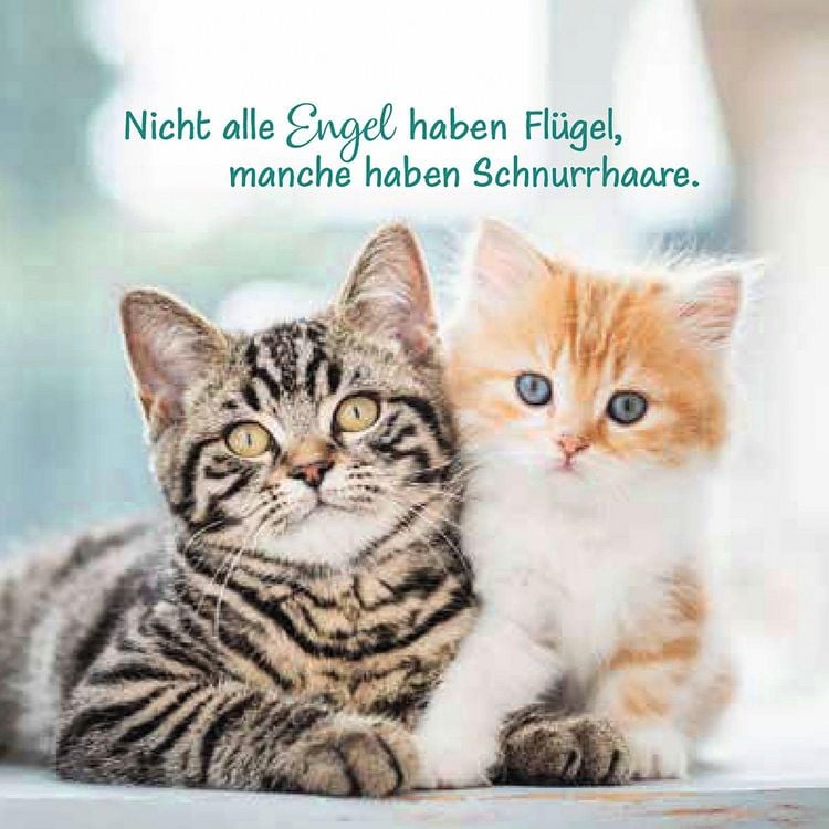 Produktbild: Katzen liegen nicht faul herum, sie versch&ouml;nern den Raum