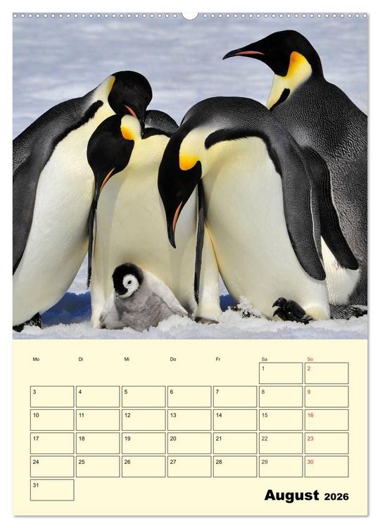 Produktbild: Pinguine. Wackeln im Thermo-Frack (Wandkalender 2026 DIN A2 hoch), CALVENDO Monatskalender