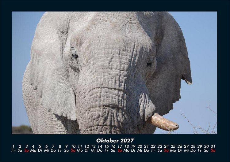Produktbild: Der Elefantenkalender 2027 Fotokalender DIN A4