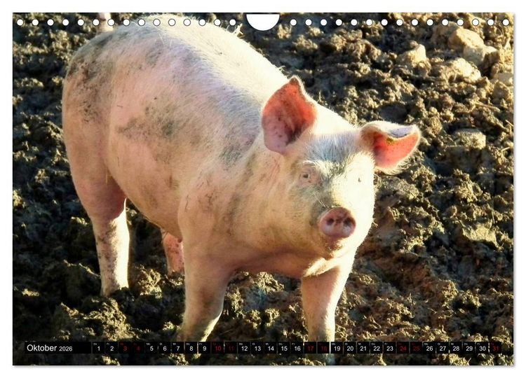 Produktbild: Haus- und Hoftiere (Wandkalender 2026 DIN A4 quer), CALVENDO Monatskalender