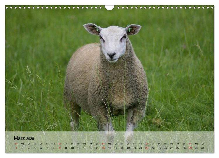 Produktbild: Schafe z&auml;hlen leicht gemacht! (Wandkalender 2026 DIN A3 quer), CALVENDO Monatskalender