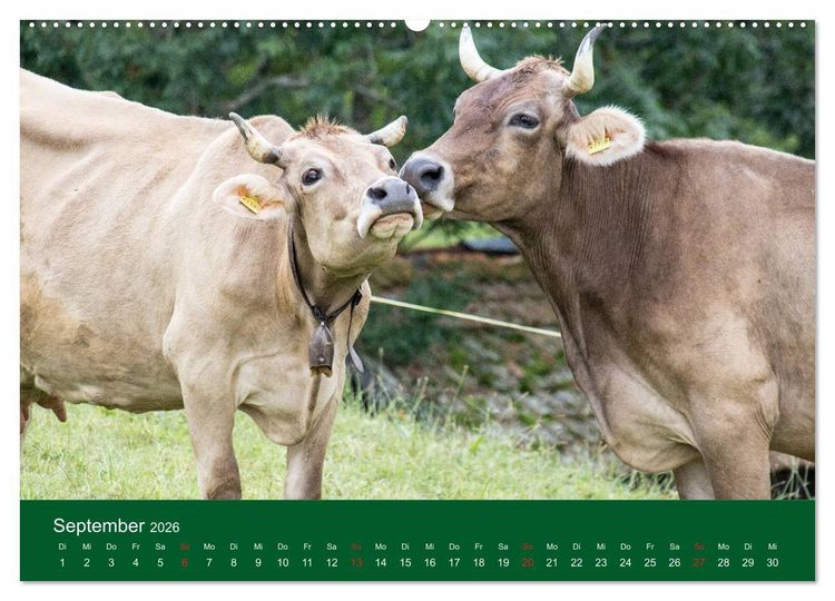 Produktbild: Allg&auml;u - Landliches Leben (Wandkalender 2026 DIN A2 quer), CALVENDO Monatskalender