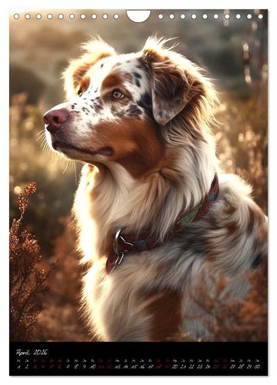 Produktbild: Australian Shepherd (Wandkalender 2026 DIN A4 hoch), CALVENDO Monatskalender