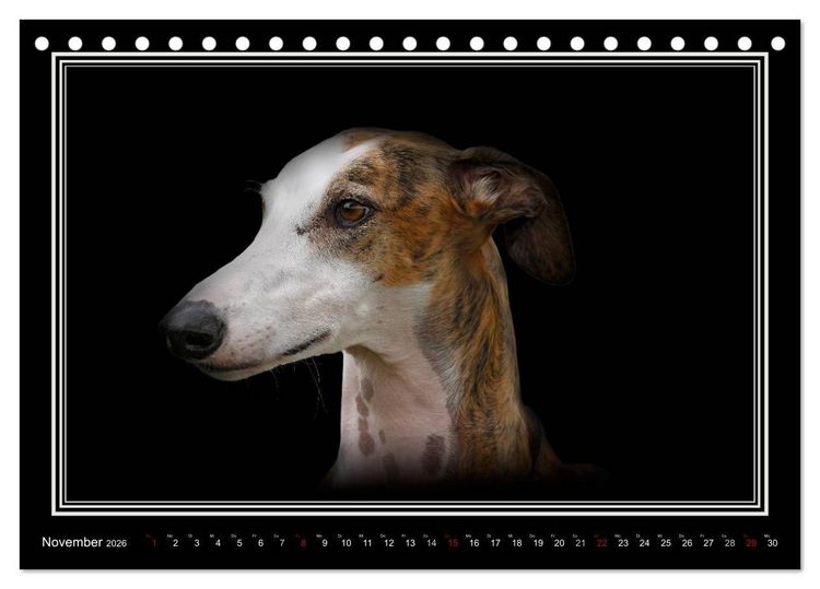 Produktbild: Galgo Espa&ntilde;ol 2026- Der spanische Windhund (Tischkalender 2026 DIN A5 quer), CALVENDO Monatskalender