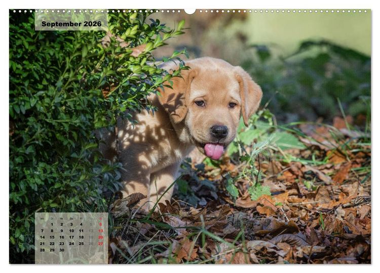 Produktbild: Welpenspa&szlig; (Wandkalender 2026 DIN A2 quer), CALVENDO Monatskalender