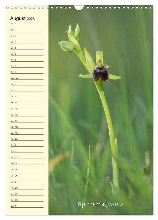 Produktbild: Wildwachsende Orchideen in Bayern (Wandkalender 2026 DIN A3 hoch), CALVENDO Monatskalender