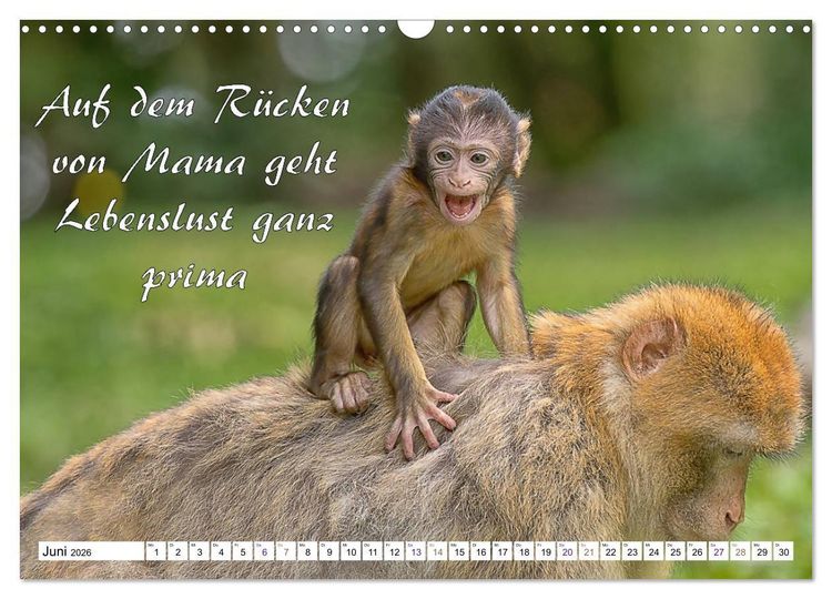 Produktbild: Tierbabies - Spruchkalender (Wandkalender 2026 DIN A3 quer), CALVENDO Monatskalender